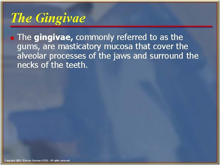 The Gingivae n The gingivae, commonly referred to as the gums, are masticatory mucosa The Gingivae n The gingivae, commonly referred to as the gums, are masticatory mucosa