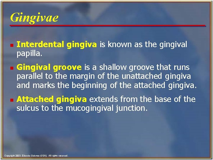 Gingivae n n n Interdental gingiva is known as the gingival papilla. Gingival groove Gingivae n n n Interdental gingiva is known as the gingival papilla. Gingival groove