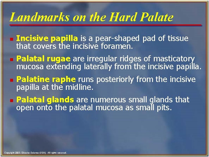 Landmarks on the Hard Palate n Incisive papilla is a pear-shaped pad of tissue Landmarks on the Hard Palate n Incisive papilla is a pear-shaped pad of tissue