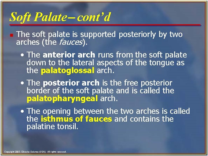 Soft Palate- cont’d n The soft palate is supported posteriorly by two arches (the Soft Palate- cont’d n The soft palate is supported posteriorly by two arches (the