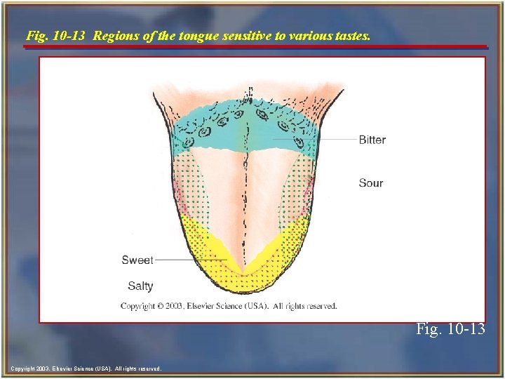 Fig. 10 -13 Regions of the tongue sensitive to various tastes. Fig. 10 -13 Fig. 10 -13 Regions of the tongue sensitive to various tastes. Fig. 10 -13