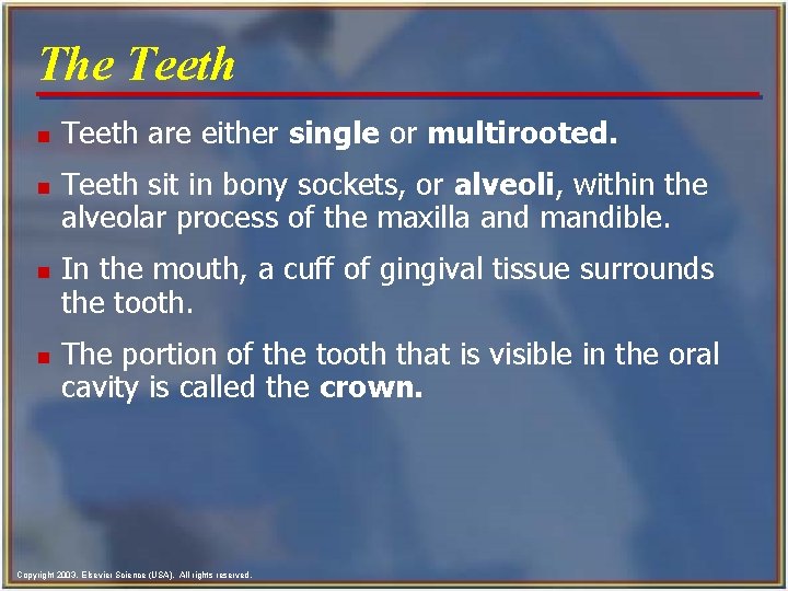 The Teeth n n Teeth are either single or multirooted. Teeth sit in bony The Teeth n n Teeth are either single or multirooted. Teeth sit in bony