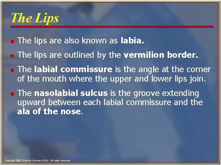 The Lips n The lips are also known as labia. n The lips are The Lips n The lips are also known as labia. n The lips are