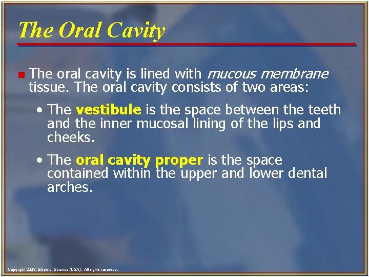 The Oral Cavity n The oral cavity is lined with mucous membrane tissue. The The Oral Cavity n The oral cavity is lined with mucous membrane tissue. The