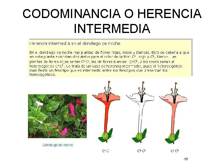 CODOMINANCIA O HERENCIA INTERMEDIA 