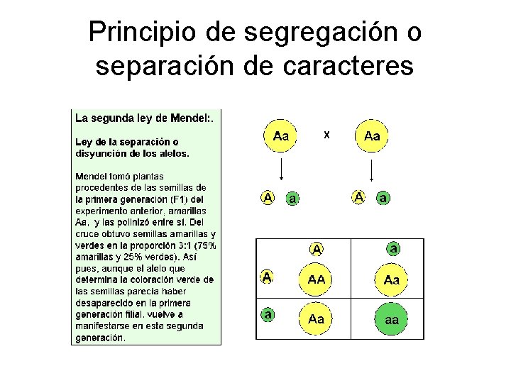 Principio de segregación o separación de caracteres 