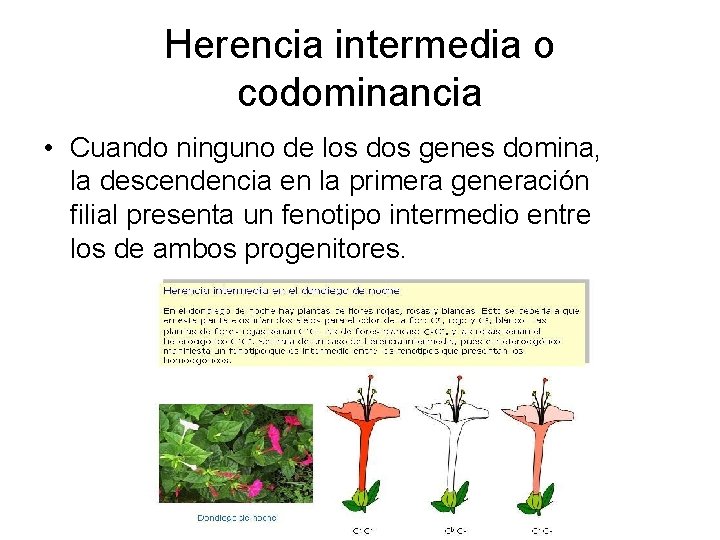 Herencia intermedia o codominancia • Cuando ninguno de los dos genes domina, la descendencia