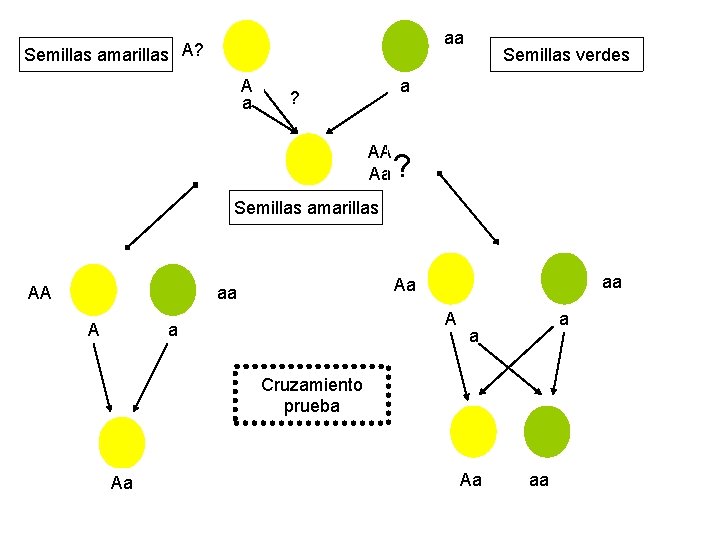 aa Semillas amarillas A? A a Semillas verdes a ? AA Aa ? Semillas