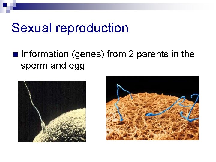 Sexual reproduction n Information (genes) from 2 parents in the sperm and egg 