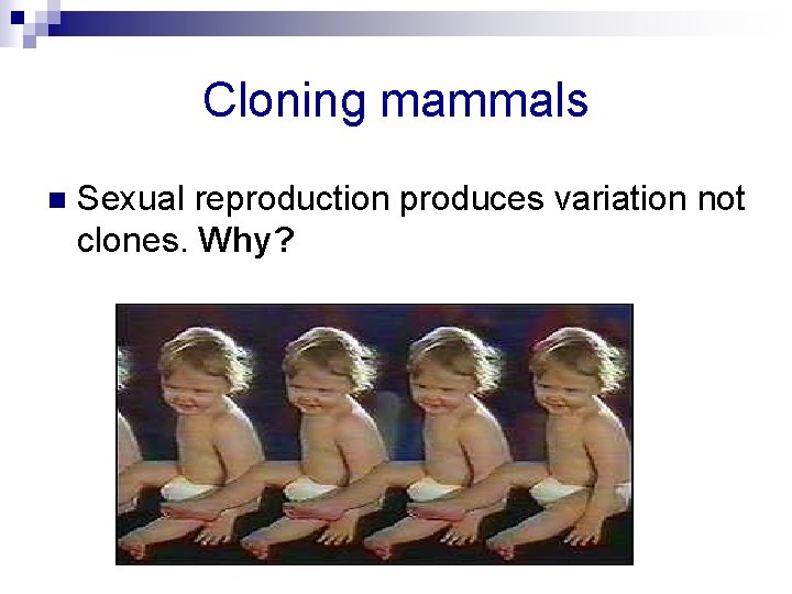 Cloning mammals n Sexual reproduction produces variation not clones. Why? 