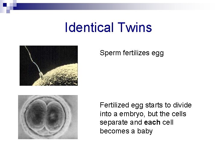 Identical Twins Sperm fertilizes egg Fertilized egg starts to divide into a embryo, but