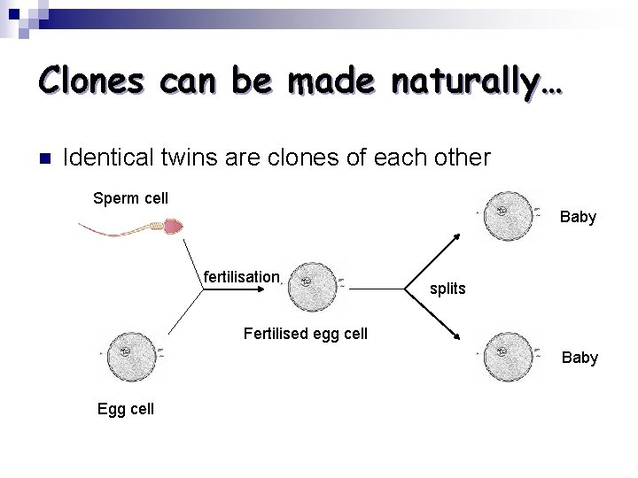 Clones can be made naturally… n Identical twins are clones of each other Sperm