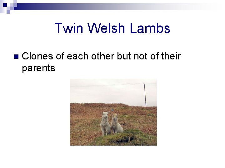Twin Welsh Lambs n Clones of each other but not of their parents 
