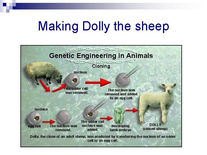 Making Dolly the sheep 
