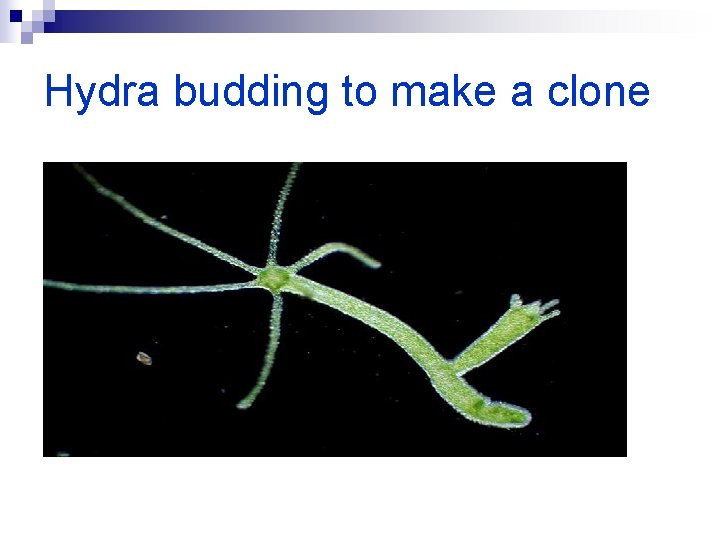 Hydra budding to make a clone 