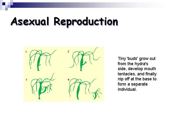 Asexual Reproduction Tiny 'buds' grow out from the hydra's side, develop mouth tentacles, and