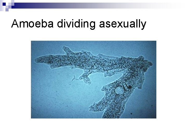 Amoeba dividing asexually 