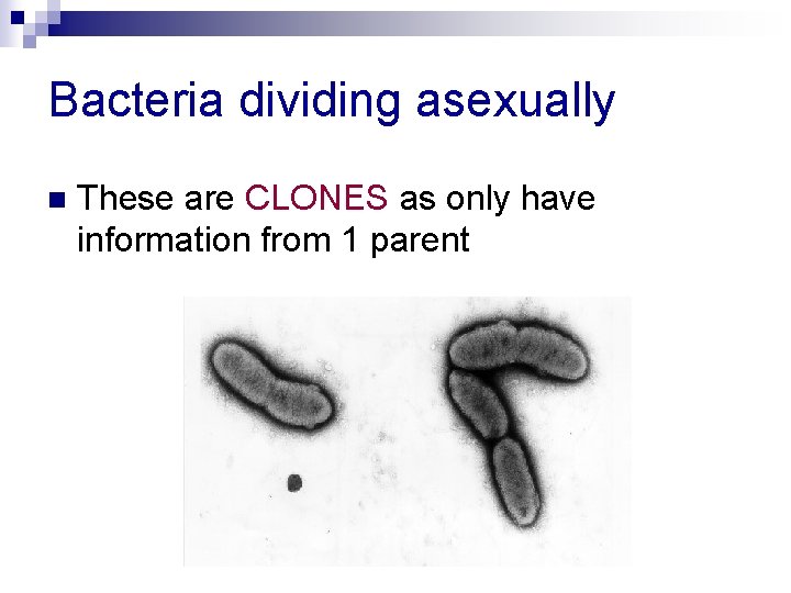 Bacteria dividing asexually n These are CLONES as only have information from 1 parent