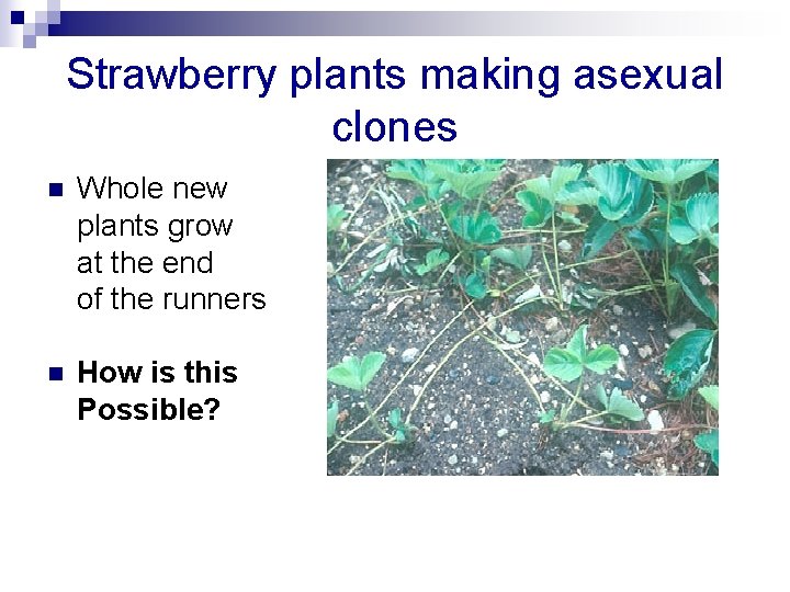 Strawberry plants making asexual clones n Whole new plants grow at the end of
