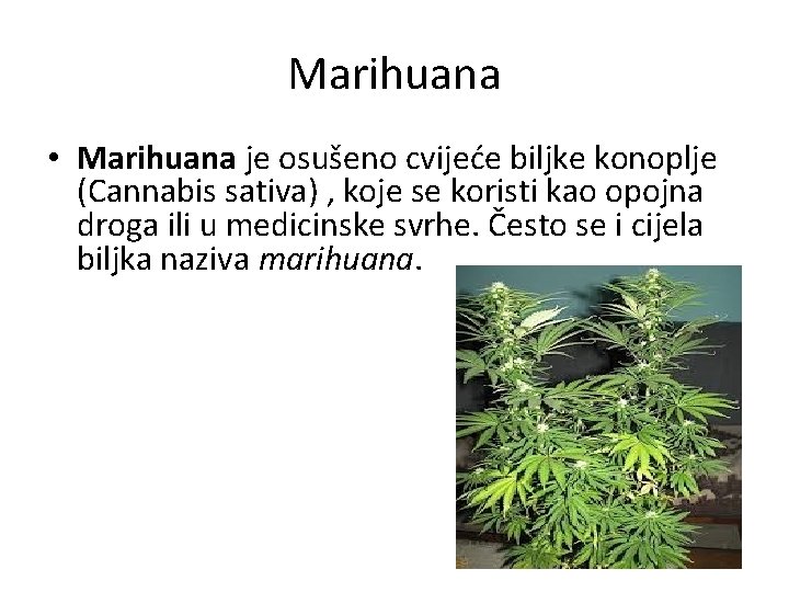 Marihuana • Marihuana je osušeno cvijeće biljke konoplje (Cannabis sativa) , koje se koristi