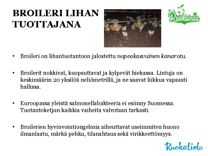 BROILERI LIHAN TUOTTAJANA • Broileri on lihantuotantoon jalostettu nopeakasvuinen kanarotu. • Broilerit nokkivat, kuopsuttavat