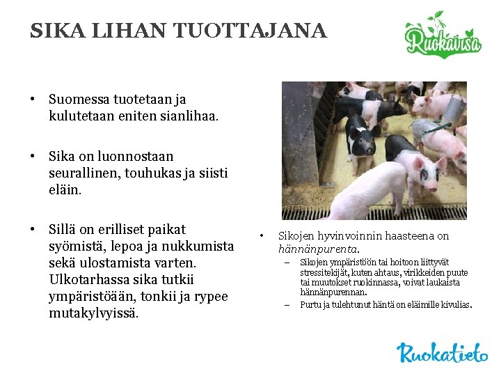 SIKA LIHAN TUOTTAJANA • Suomessa tuotetaan ja kulutetaan eniten sianlihaa. • Sika on luonnostaan