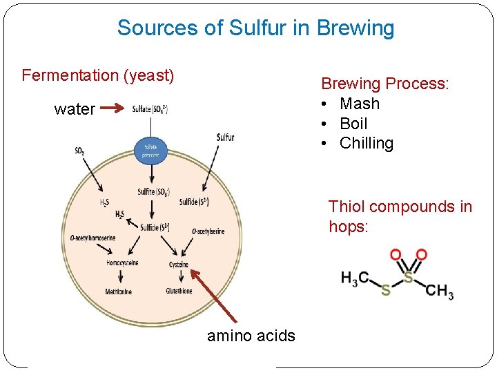 Sources of Sulfur in Brewing Fermentation (yeast) Brewing Process: • Mash • Boil •