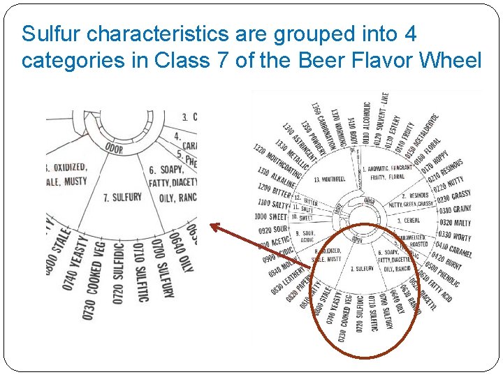 Sulfur characteristics are grouped into 4 categories in Class 7 of the Beer Flavor