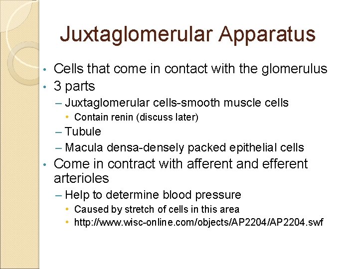 Juxtaglomerular Apparatus Cells that come in contact with the glomerulus • 3 parts •