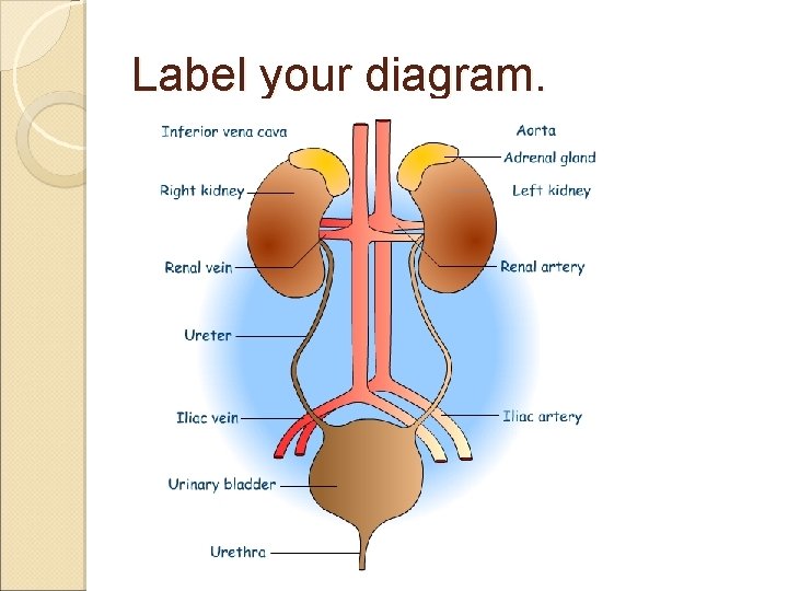 Label your diagram. 