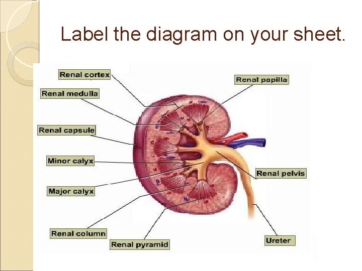 Label the diagram on your sheet. 