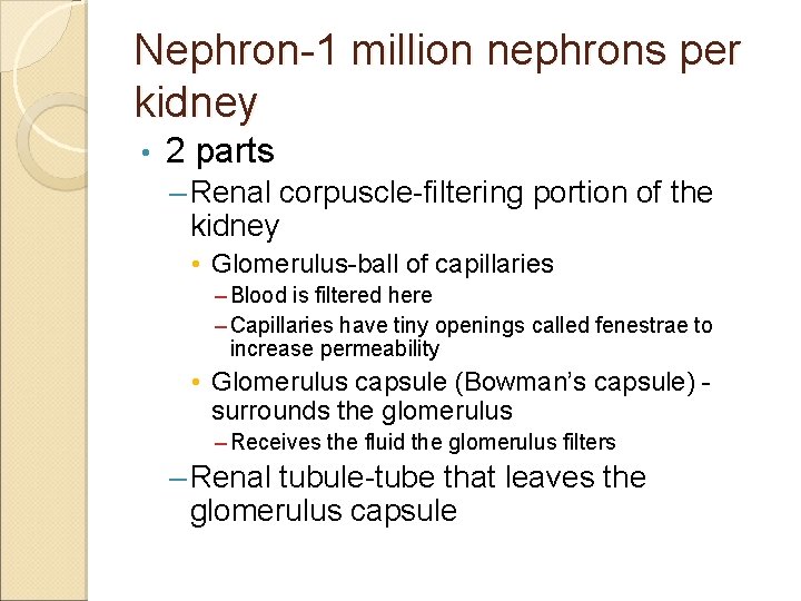 Nephron-1 million nephrons per kidney • 2 parts – Renal corpuscle-filtering portion of the