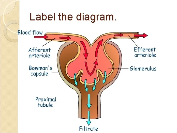 Label the diagram. 