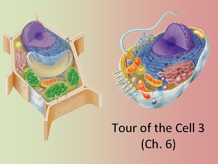 Tour of the Cell 3 (Ch. 6) 