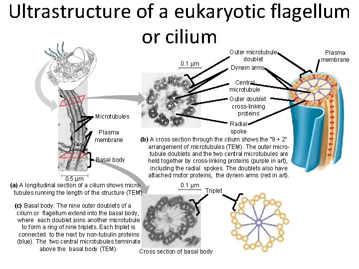 Ultrastructure of a eukaryotic flagellum or cilium Outer microtubule doublet Dynein arms 0. 1