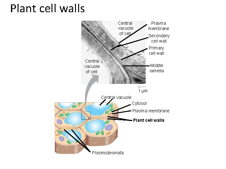Plant cell walls Central vacuole of cell Plasma membrane Secondary cell wall Primary cell