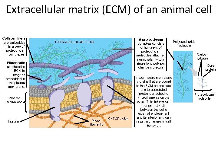 Extracellular matrix (ECM) of an animal cell Collagen fibers are embedded in a web
