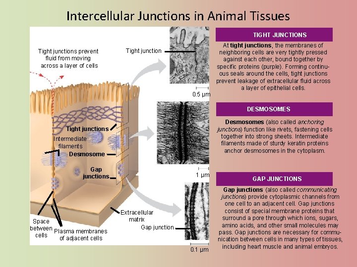 Intercellular Junctions in Animal Tissues TIGHT JUNCTIONS Tight junctions prevent fluid from moving across