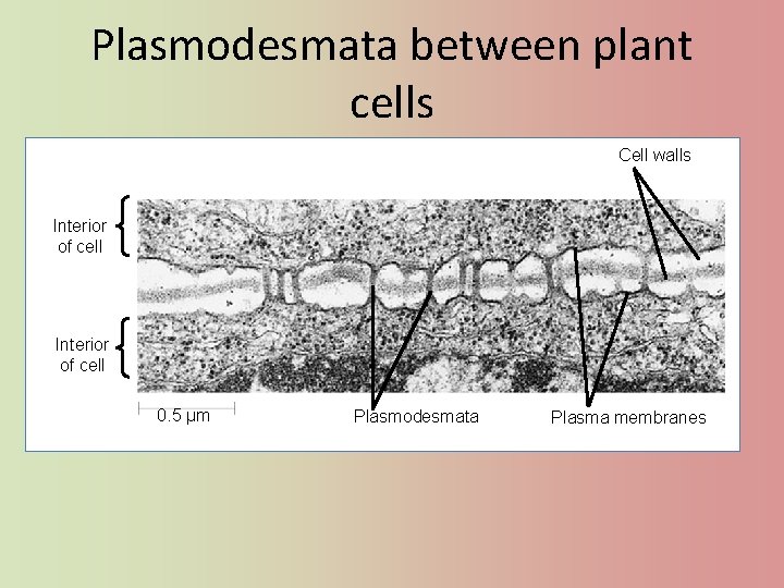 Plasmodesmata between plant cells Cell walls Interior of cell 0. 5 µm Plasmodesmata Plasma