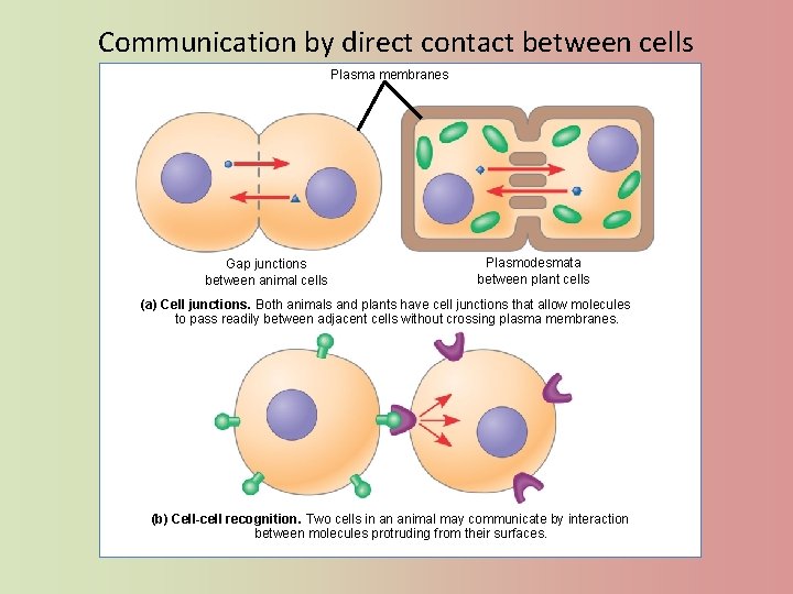 Communication by direct contact between cells Plasma membranes Gap junctions between animal cells Plasmodesmata