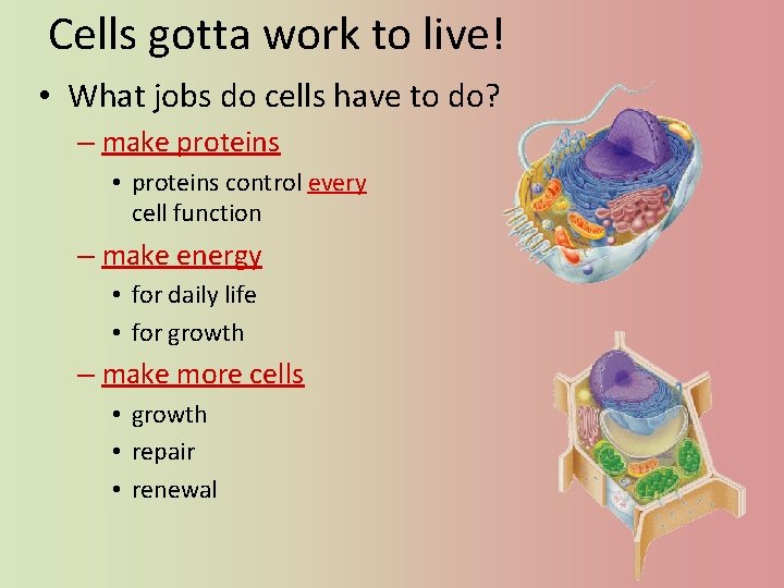 Cells gotta work to live! • What jobs do cells have to do? –