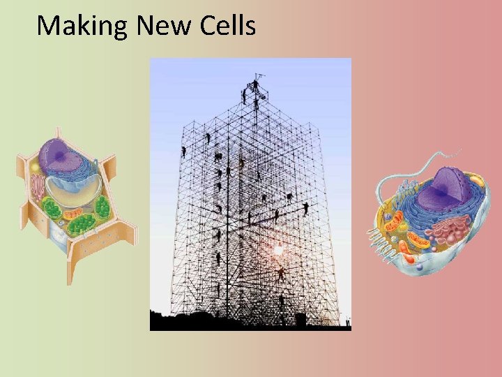 Making New Cells 