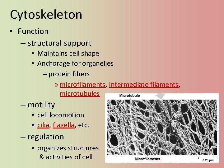 Cytoskeleton • Function – structural support • Maintains cell shape • Anchorage for organelles
