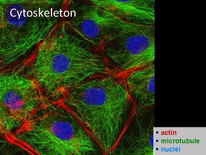 Cytoskeleton § actin § microtubule § nuclei 