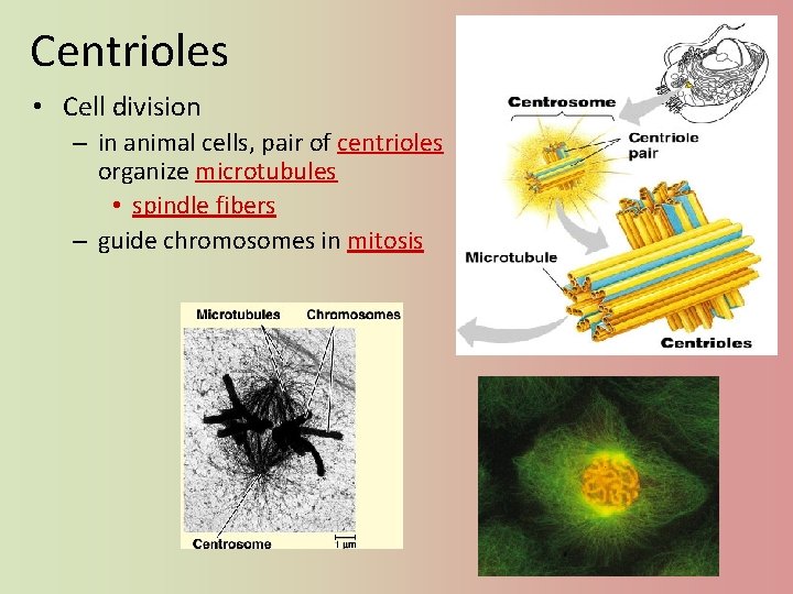 Centrioles • Cell division – in animal cells, pair of centrioles organize microtubules •