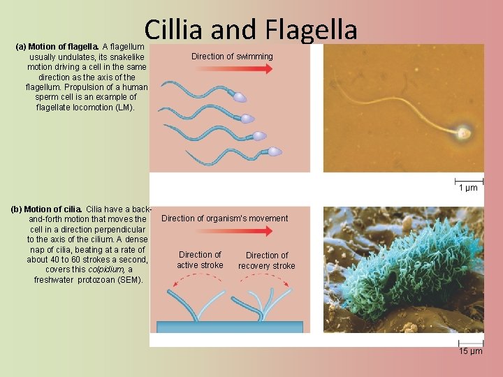 Cillia and Flagella (a) Motion of flagella. A flagellum usually undulates, its snakelike motion