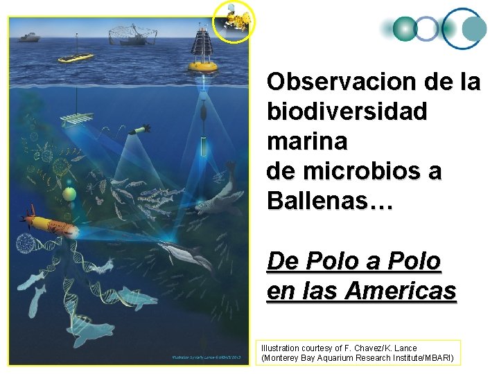 Observacion de la biodiversidad marina de microbios a Ballenas… De Polo a Polo en