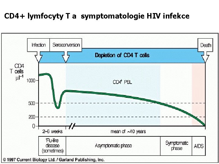 CD 4+ lymfocyty T a symptomatologie HIV infekce 