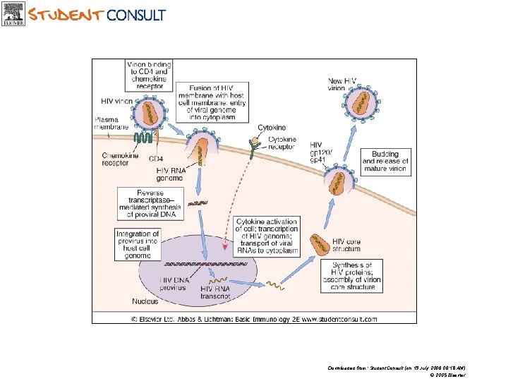 Downloaded from: Student. Consult (on 19 July 2006 06: 18 AM) © 2005 Elsevier