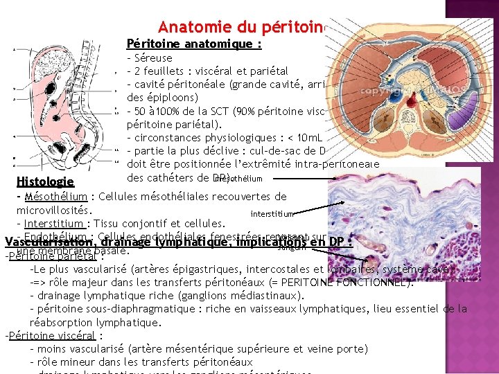 Anatomie du péritoine Péritoine anatomique : - Séreuse - 2 feuillets : viscéral et